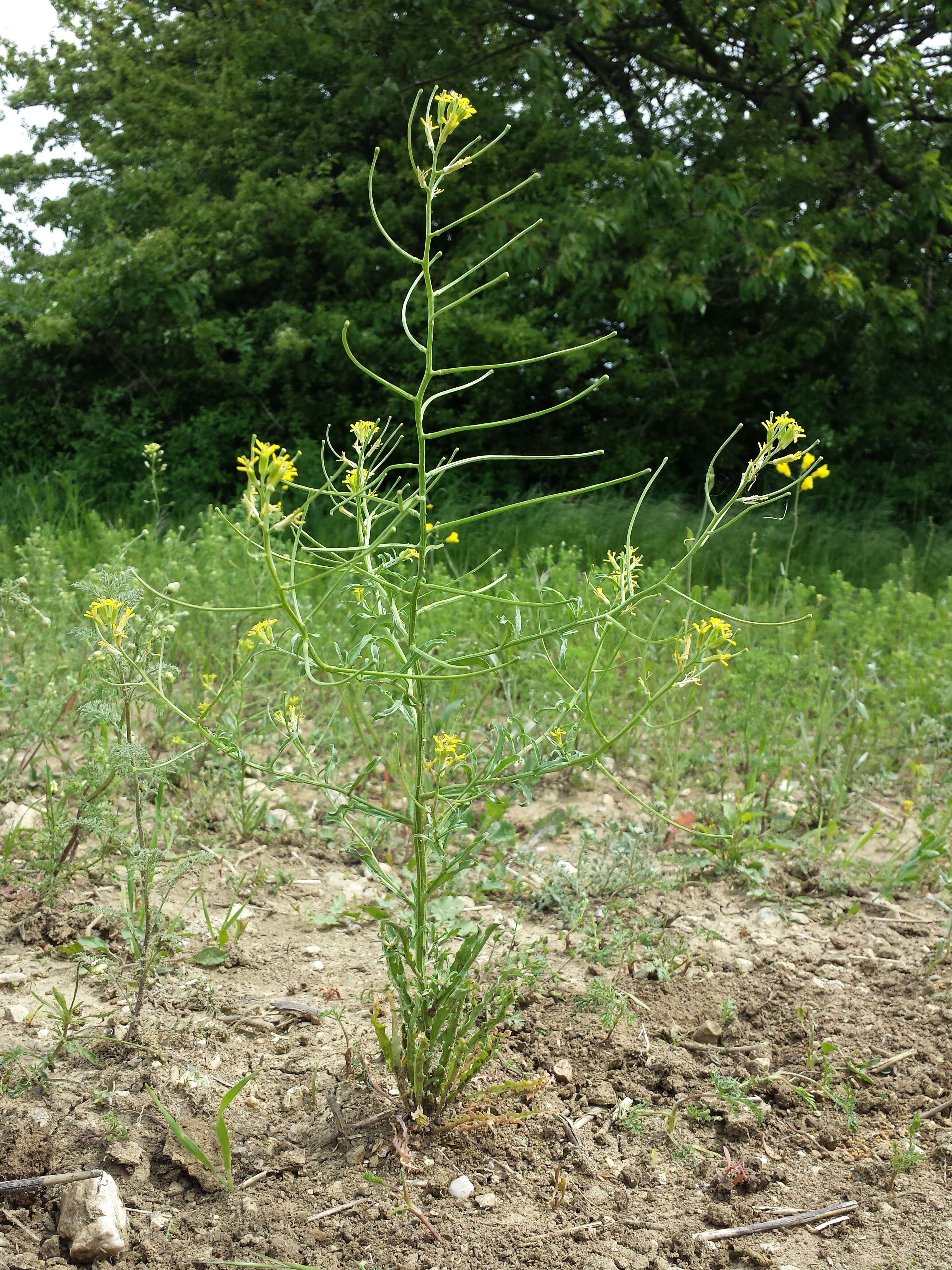 Plancia ëd Erysimum repandum L.