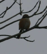 Image of Bull-headed Shrike