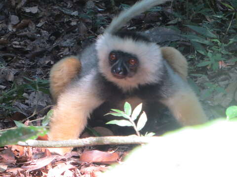 Image of Diadem Sifaka