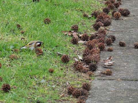 Imagem de Carduelis carduelis britannica (Hartert 1903)