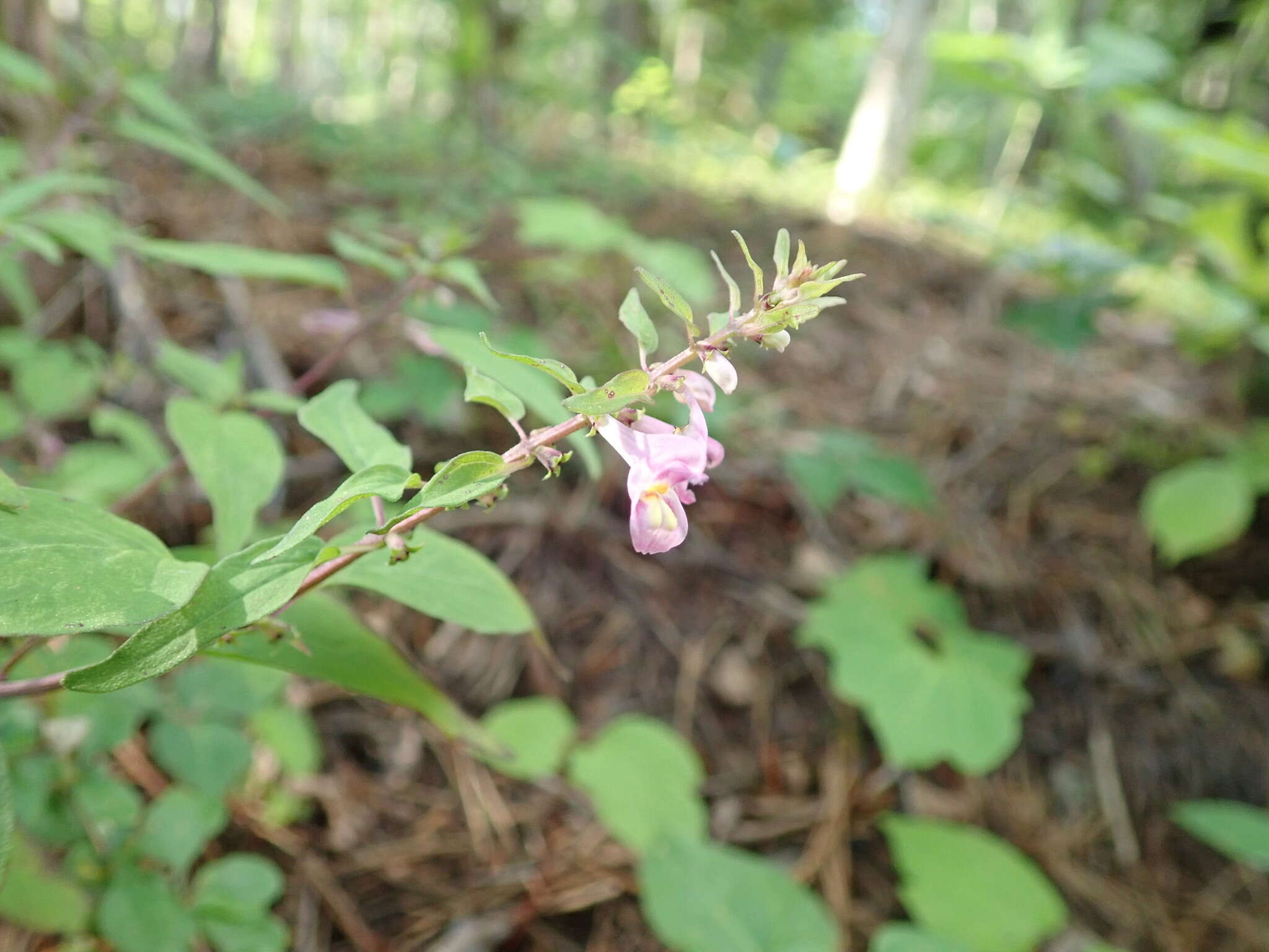 Image of Melampyrum laxum Miq.