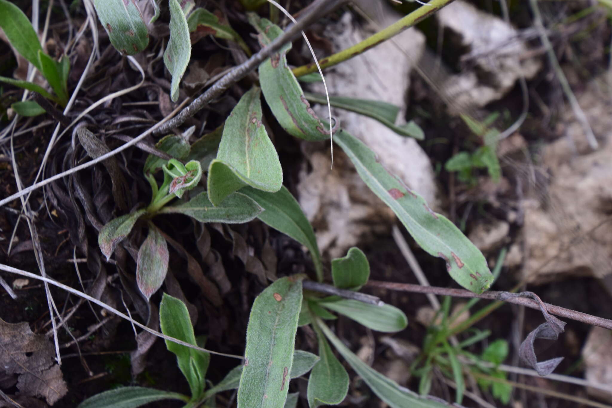 Image of Eriogonum hieracifolium Benth.