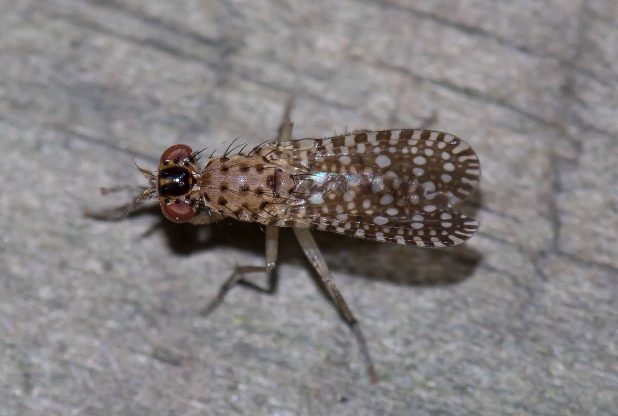 Image de Poecilographa