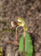Image of Common wasp orchid