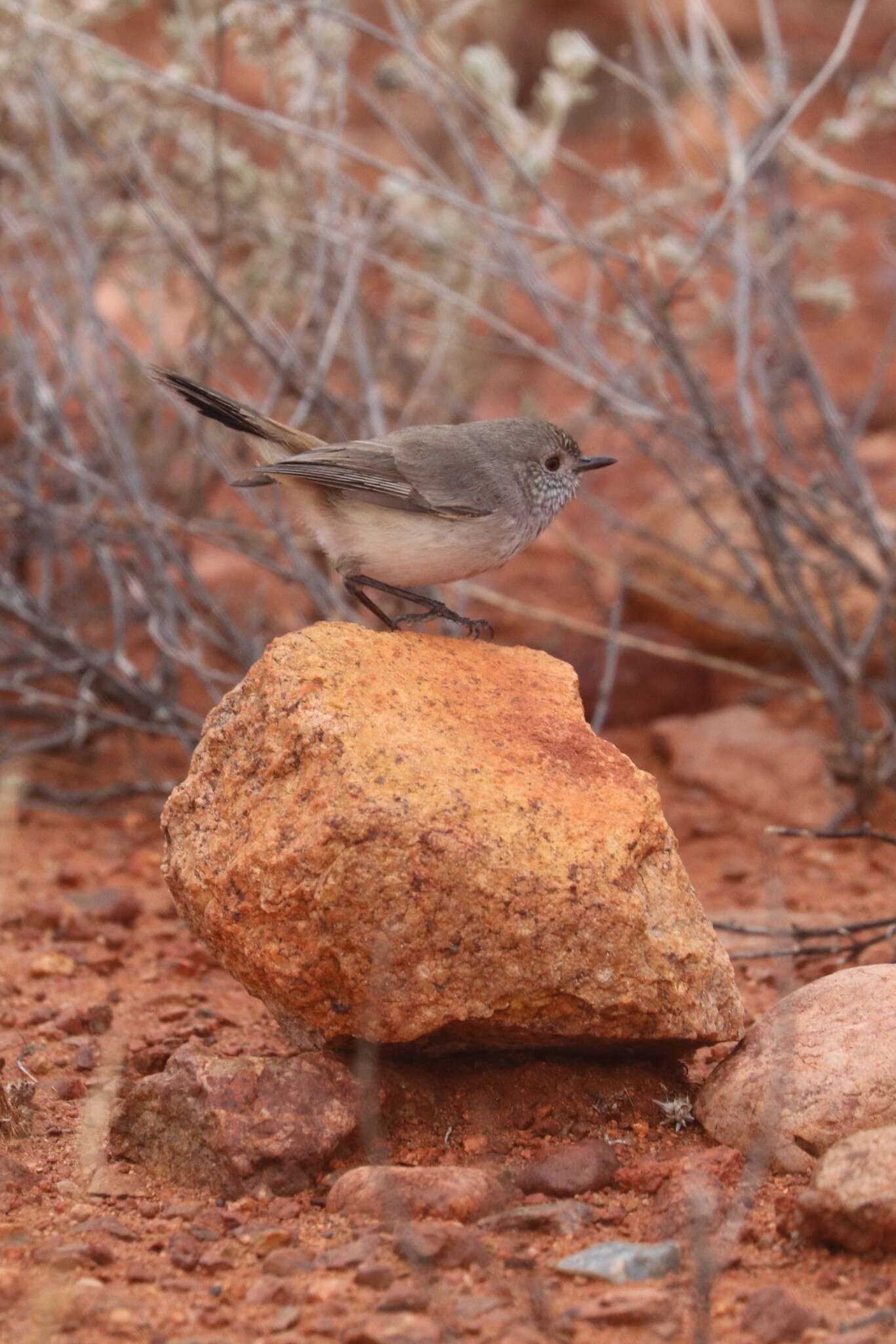 Image of Inland Thornbill