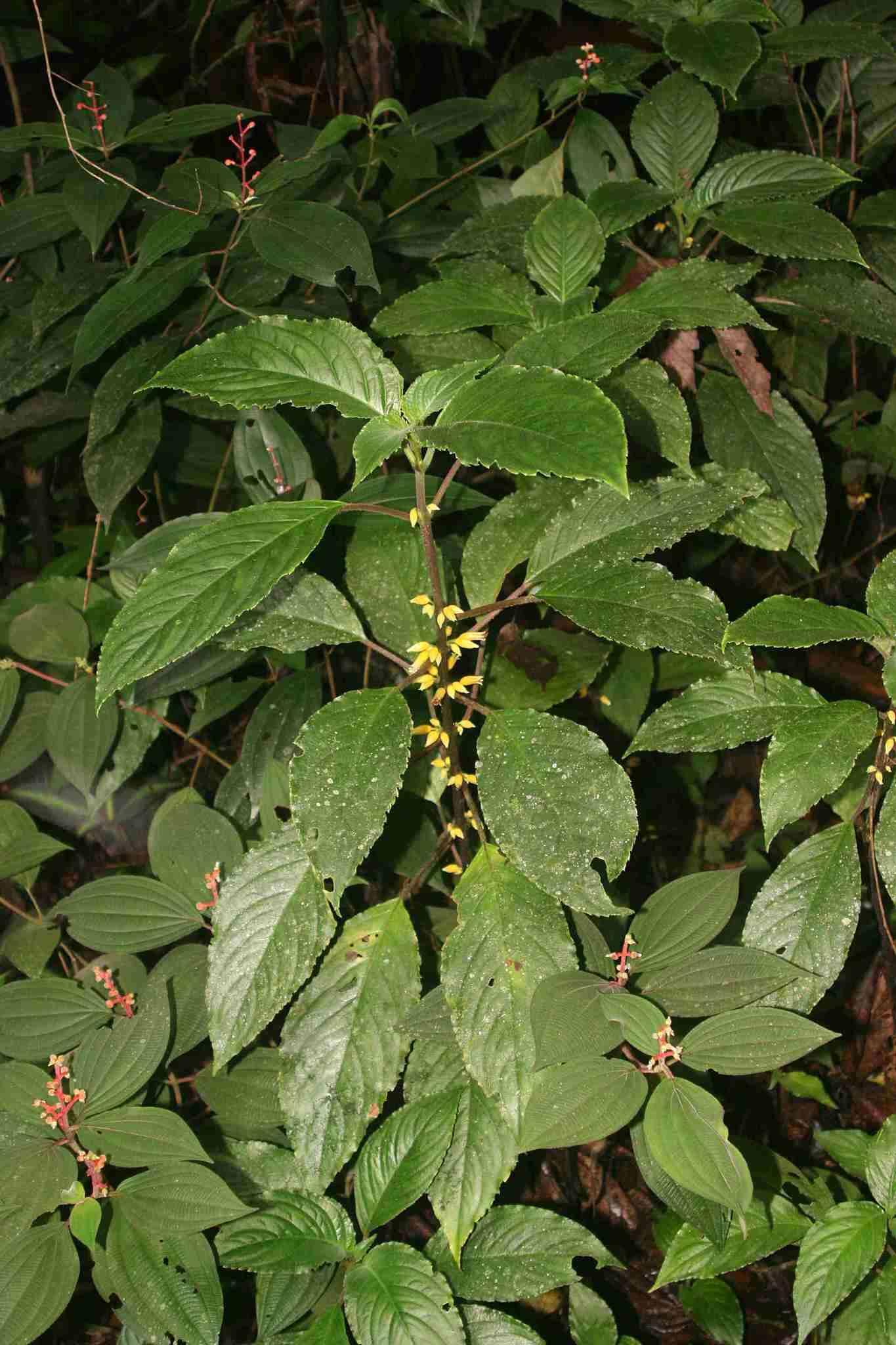 Image of Besleria insolita C. V. Morton