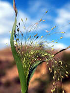 Imagem de Panicum capillare L.