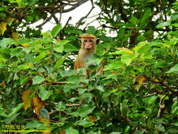 Image of Toque macaque