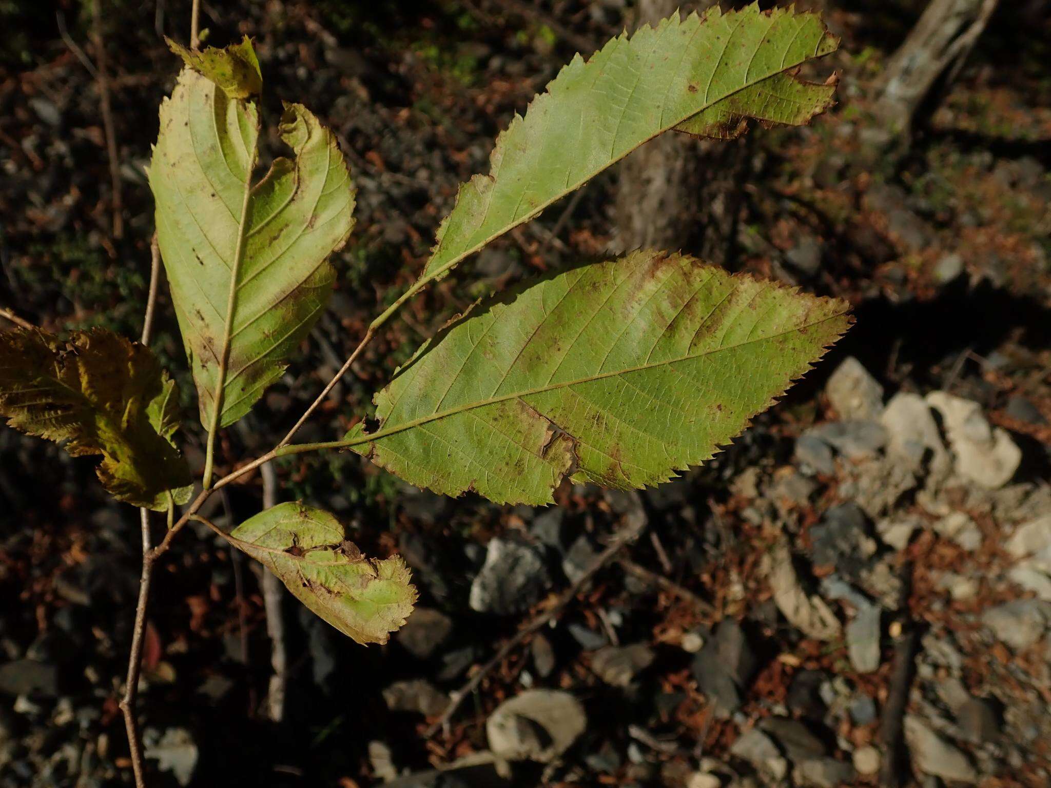 Image de Ostrya japonica Sarg.