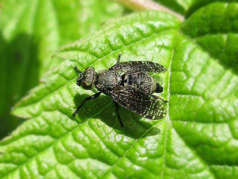 Image of Fly