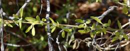 Sivun Chenopodium baccatum Labill. kuva