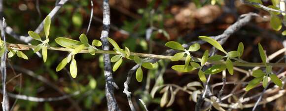 Image of Chenopodium baccatum Labill.