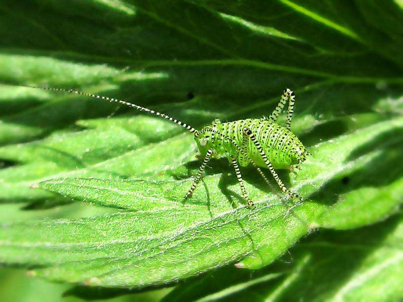 Image of speckled bush-cricket