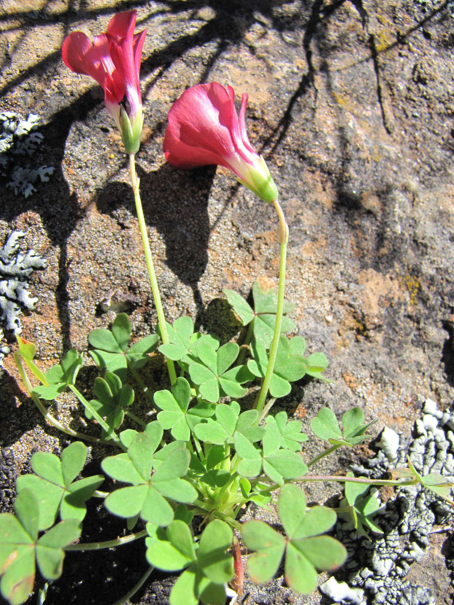 Image of Oxalis marlothii Schlechter ex Knuth