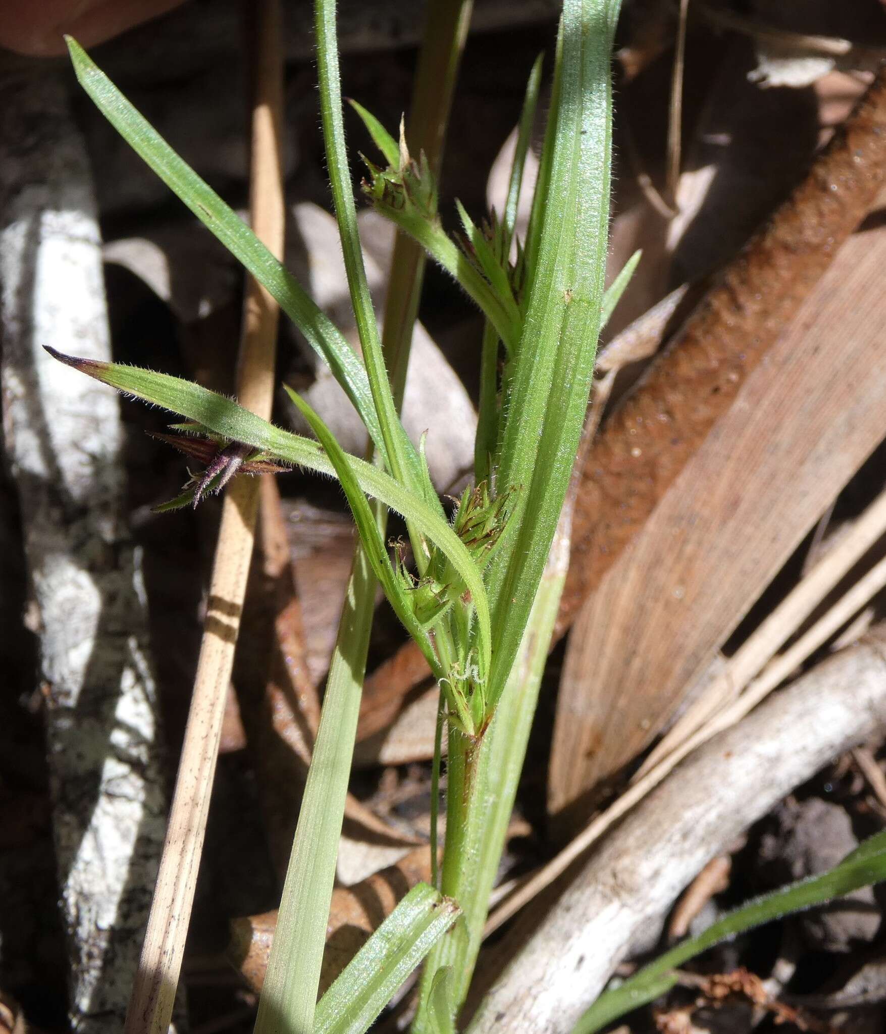 Scleria rugosa R. Br.的圖片