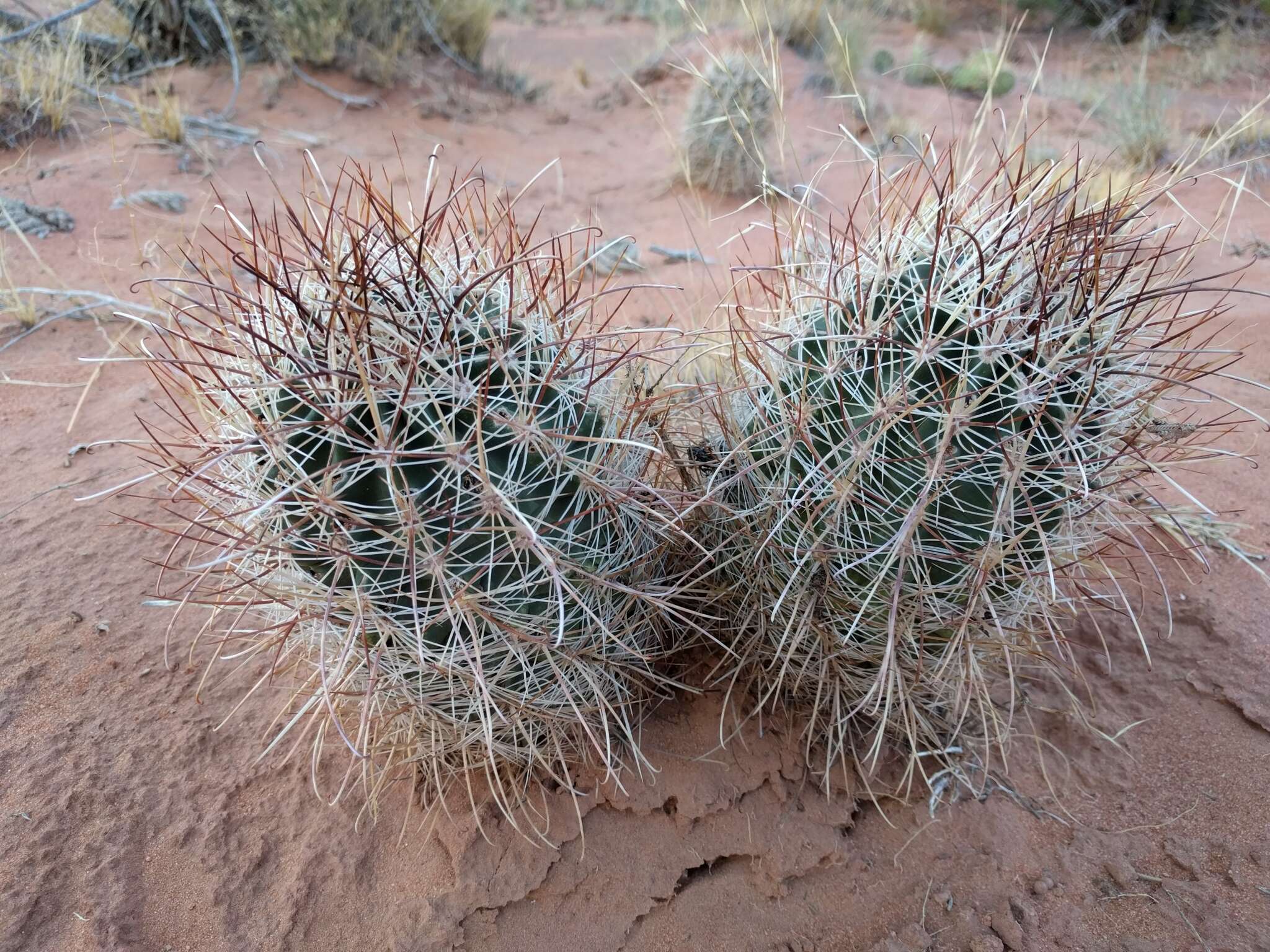 Plancia ëd Sclerocactus parviflorus Clover & Jotter