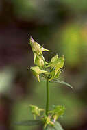 Image of American spurred gentian