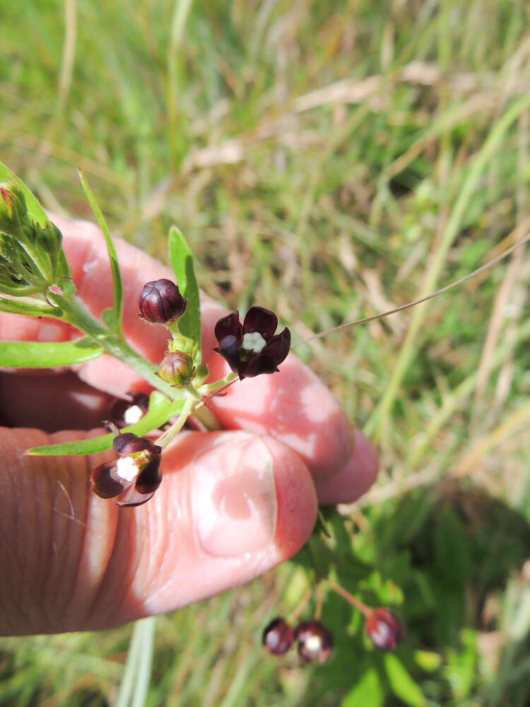 Image of Schizoglossum atropurpureum subsp. atropurpureum