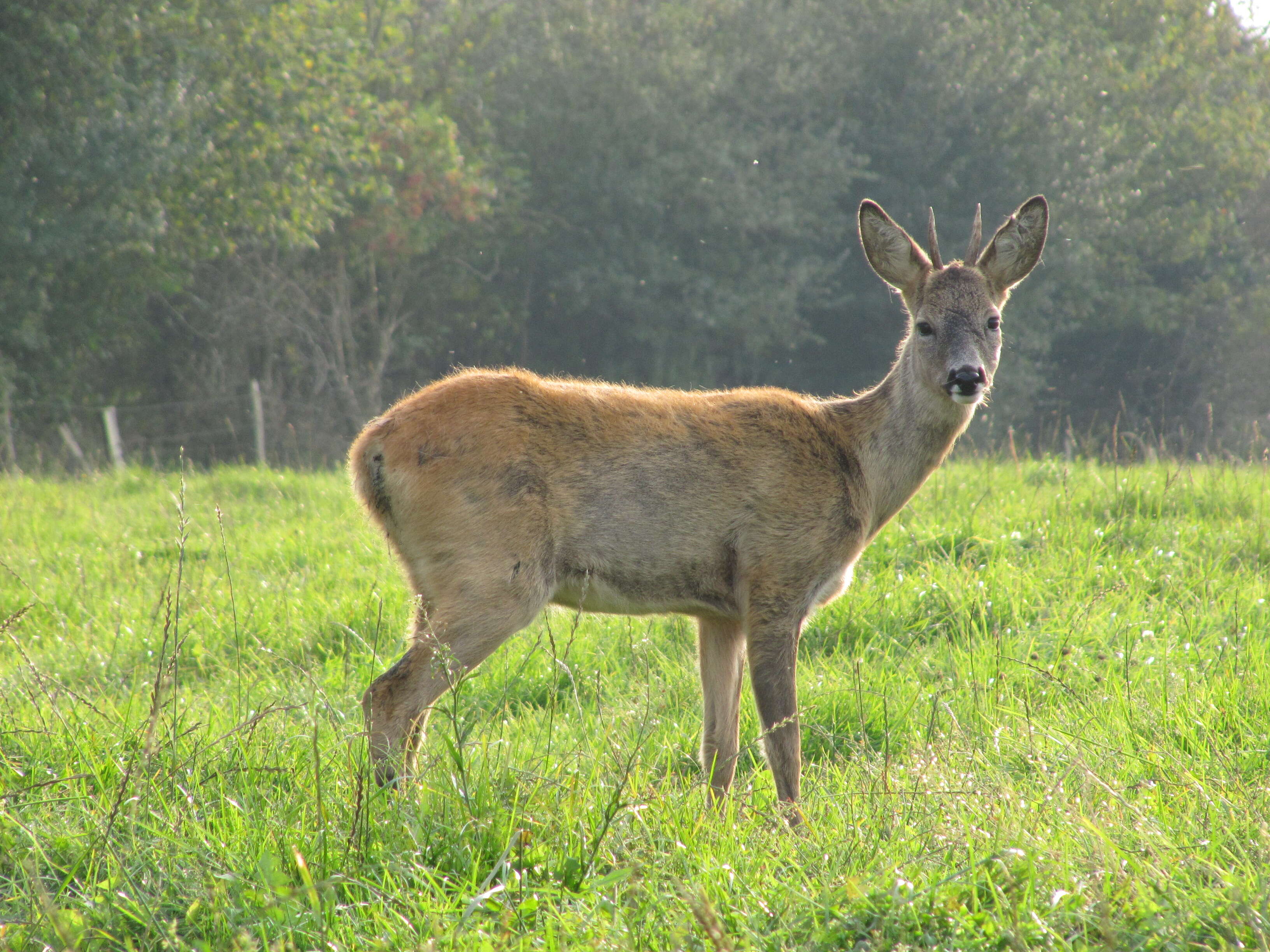 Image of Roe Deer