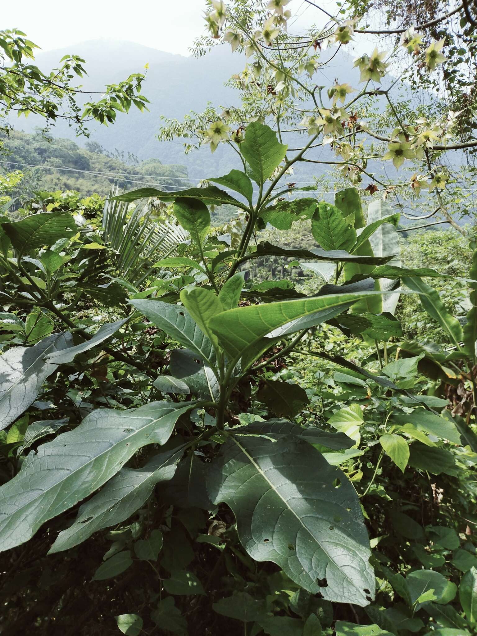 Image of Trichodesma calycosum Collett & Hemsl.