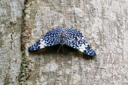 صورة Hamadryas amphinome mexicana Lucas 1853