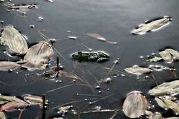 Image of Pelophylax esculentus