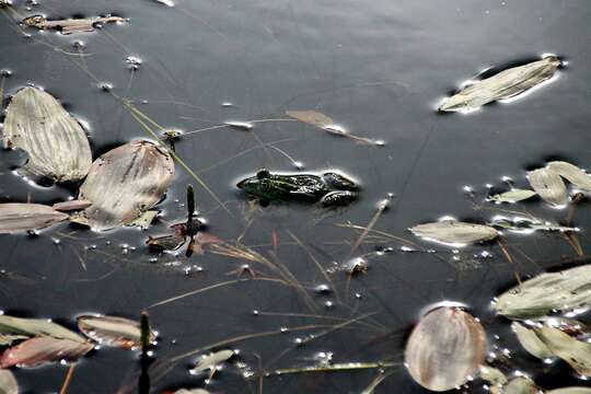 Image of Pelophylax esculentus