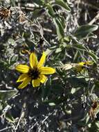 Слика од Helianthus niveus subsp. niveus