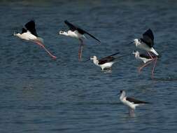 Image of Black-winged Stilt