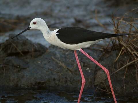 Image of Black-winged Stilt