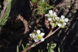 Image de Ivesia sericoleuca (Rydb.) Rydb.