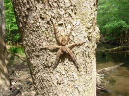 Plancia ëd Dolomedes tenebrosus Hentz 1844