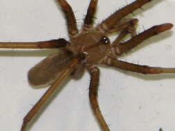 Image of Southern House Spider