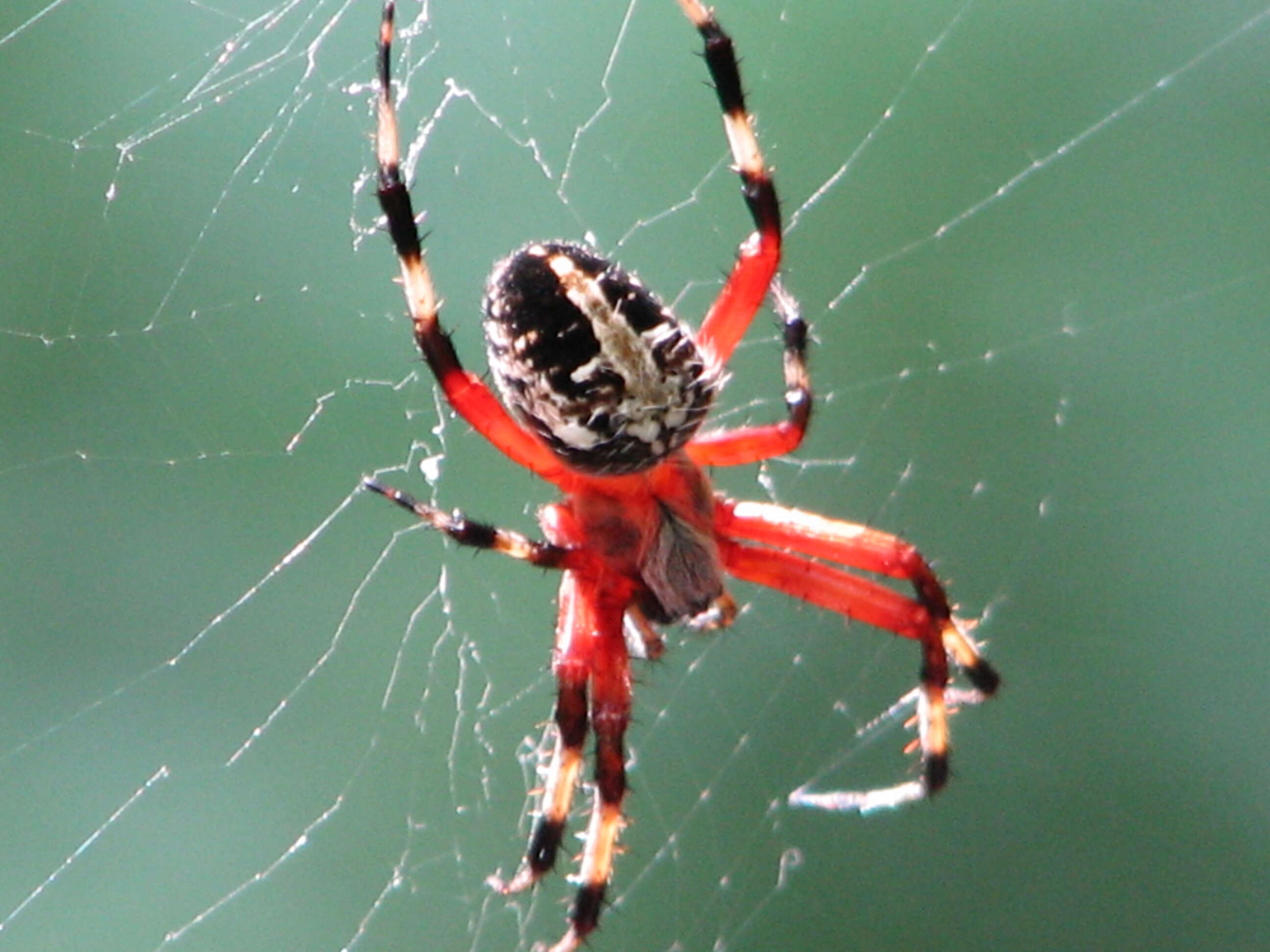 Image of Spotted Orbweaver