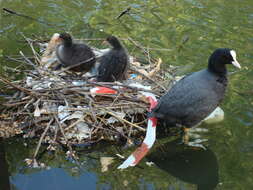 Image of Common Coot