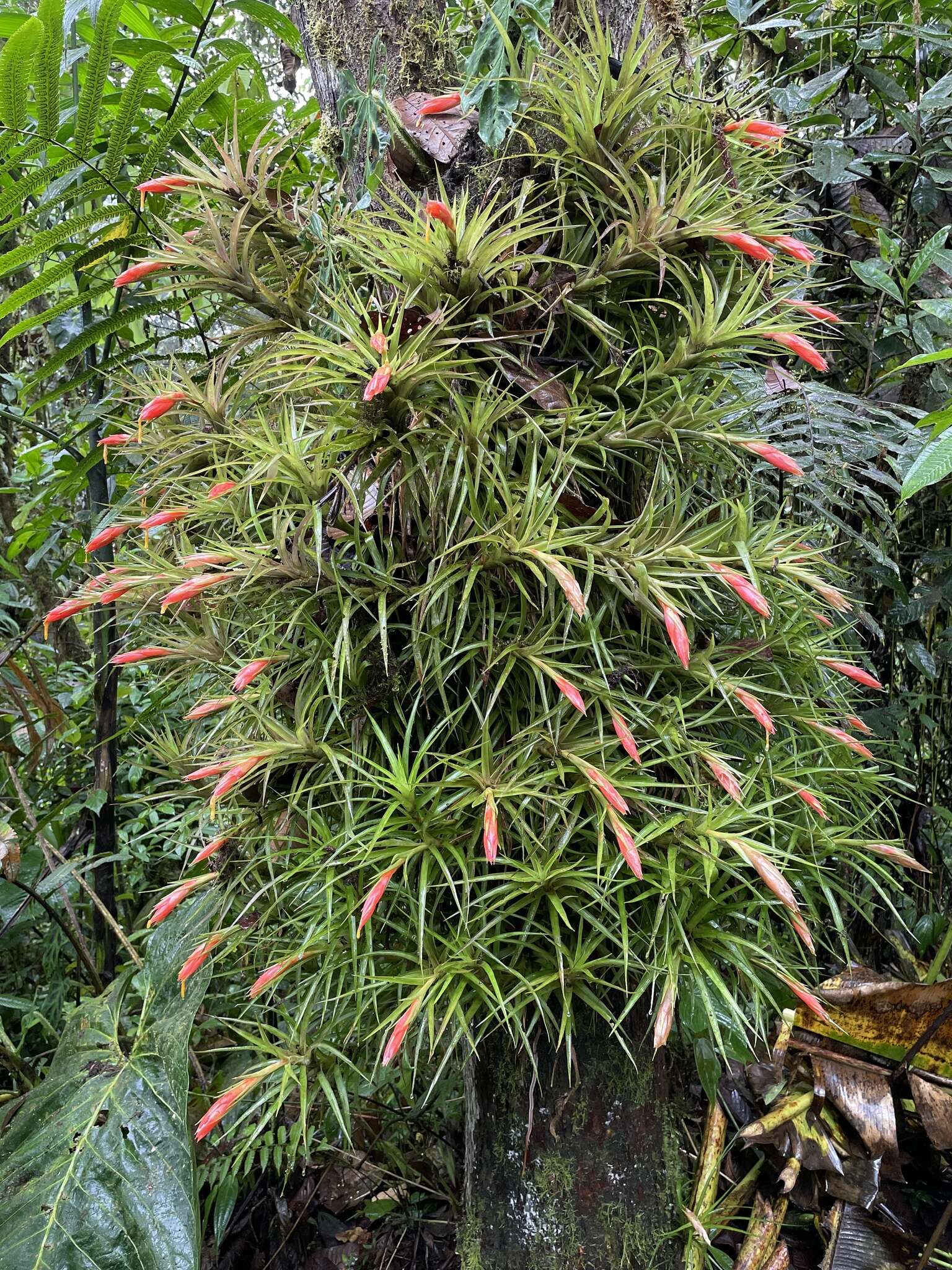 Image of tufted airplant