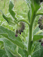 Image of boneset