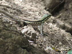 صورة Ameiva atrigularis Garman 1887