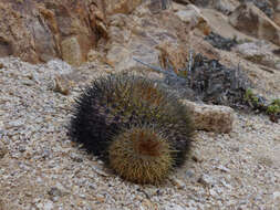 Image of Copiapoa serpentisulcata F. Ritter