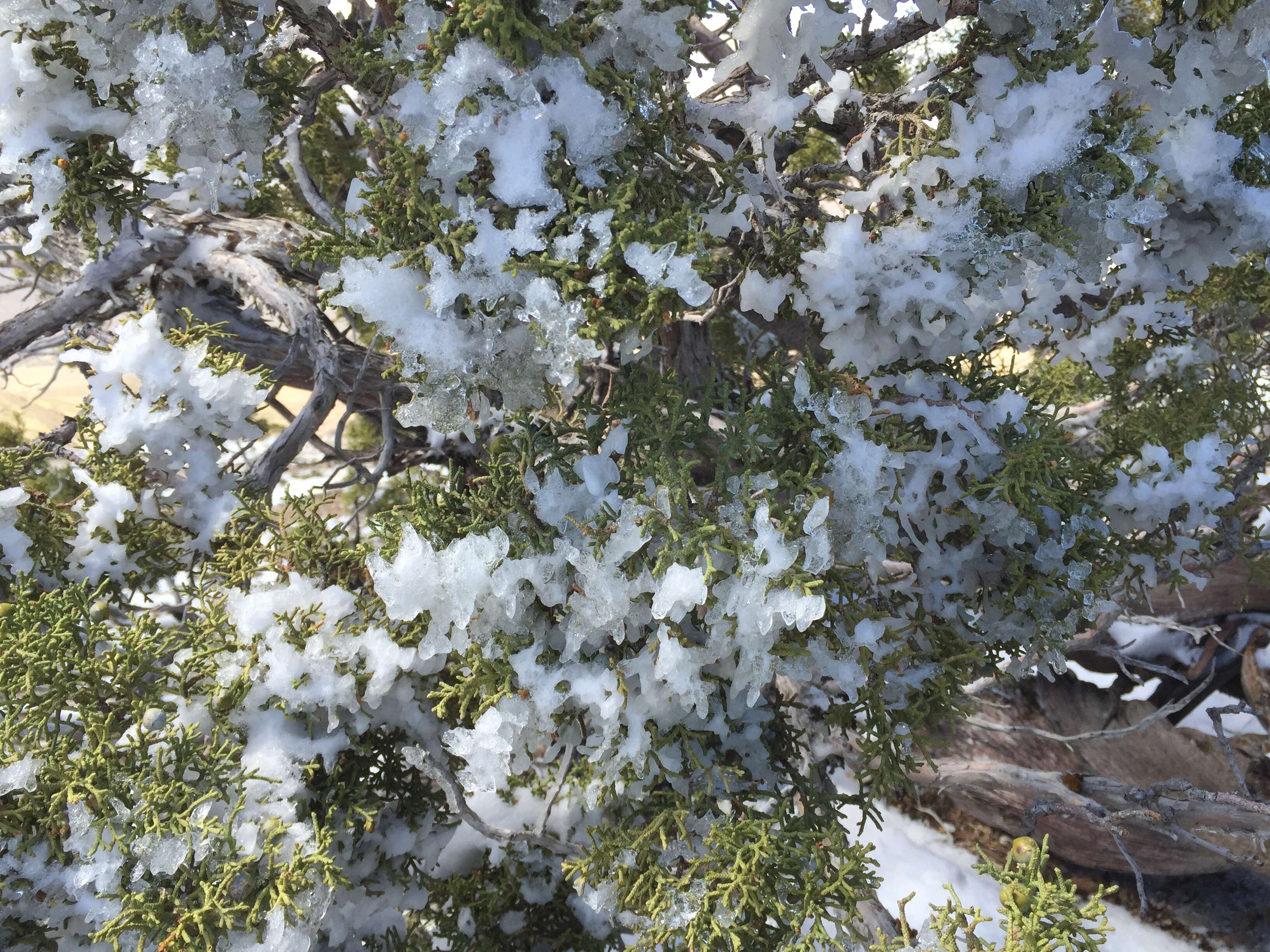 Image of Bigberry Juniper