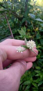 Image of Gomphrena elegans C. Mart.