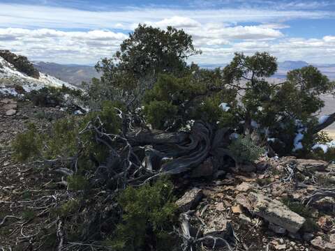 Image of Bigberry Juniper