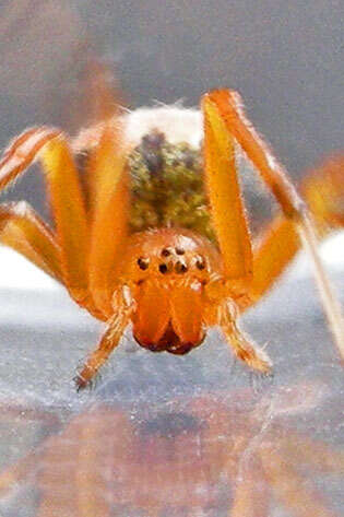 Image of Lattice Orbweaver