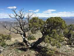 Image of Bigberry Juniper