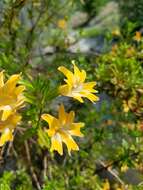 Image of Santa Lucia Mountain bush monkeyflower