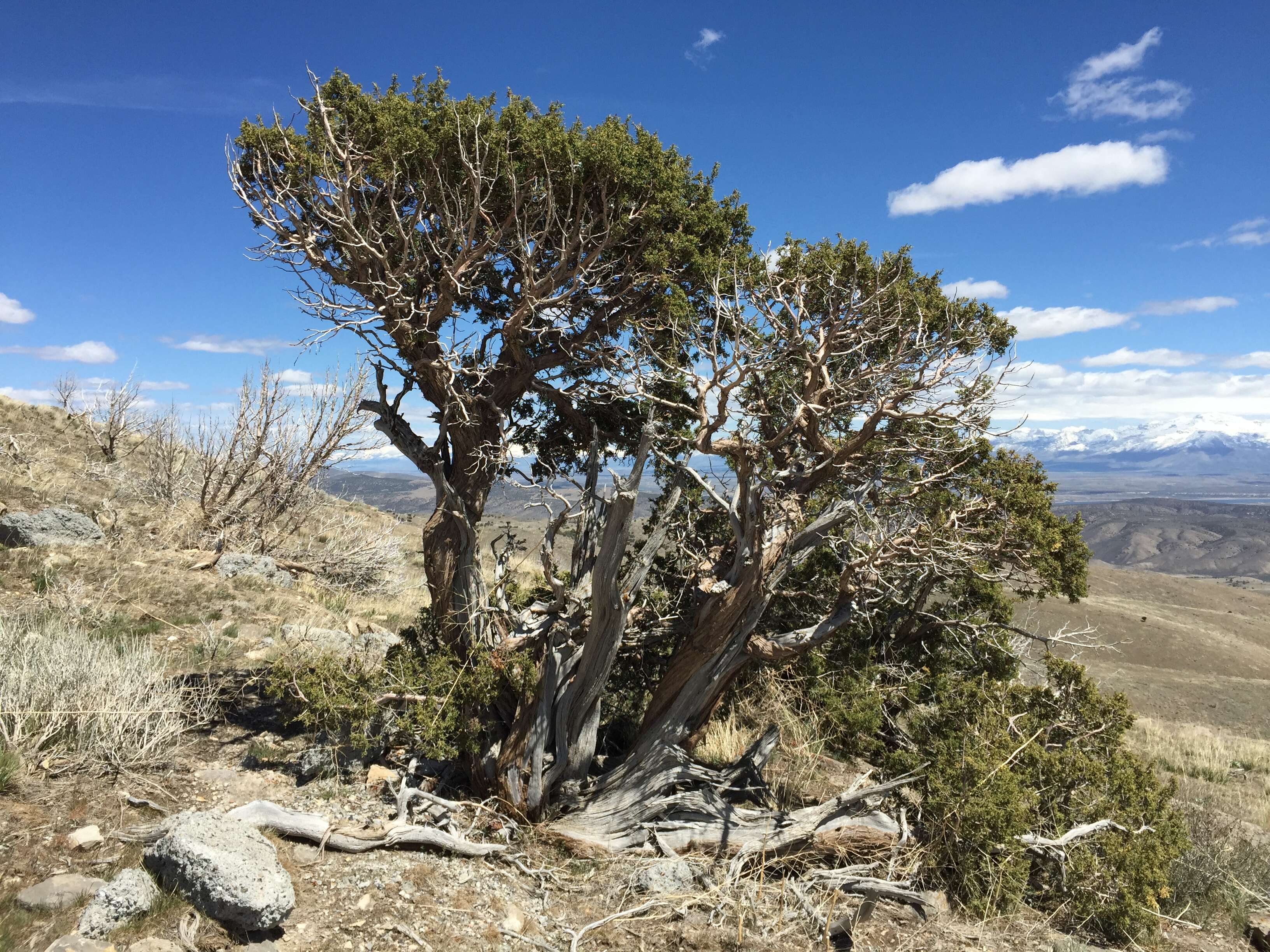 Image of Bigberry Juniper