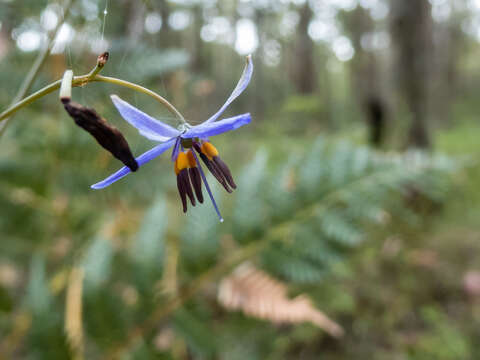 Image of Blueberry Flax Lily