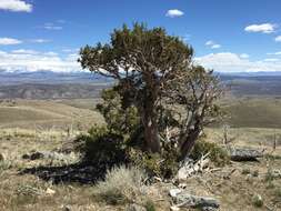 Image of Bigberry Juniper