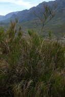 Image of <i>Psoralea usitata</i>