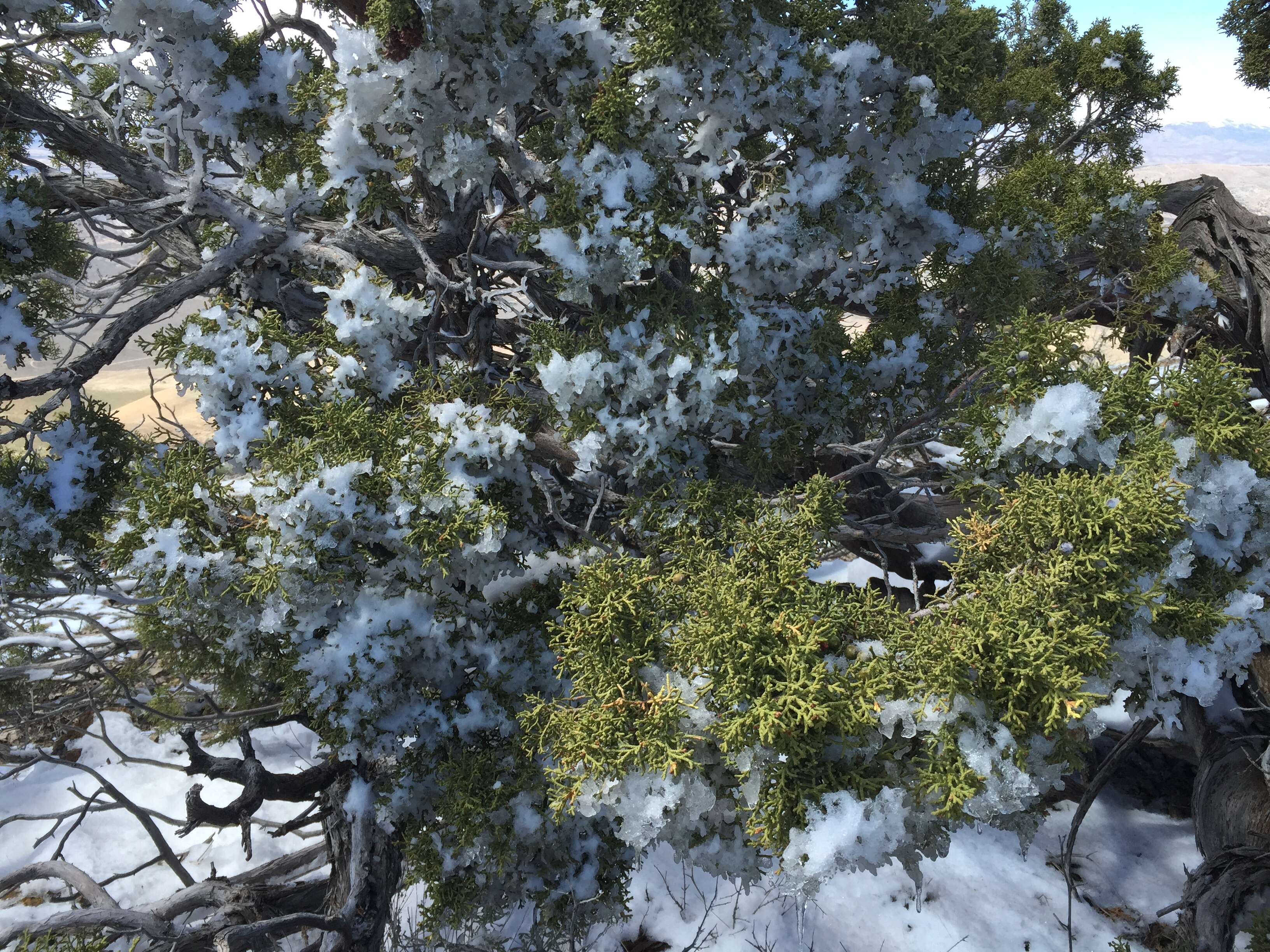 Image of Bigberry Juniper